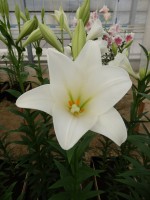 [4111 Global Harmony Mak No102.JPG]